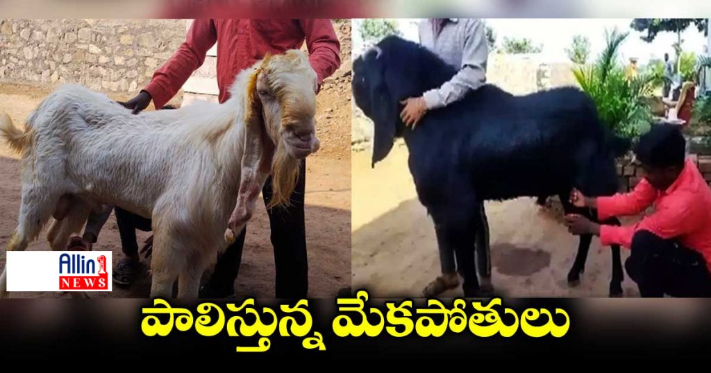 పాలిస్తున్న మేకపోతులు.. హార్మోన్ల ప్రభావమన్న డాక్టర్లు