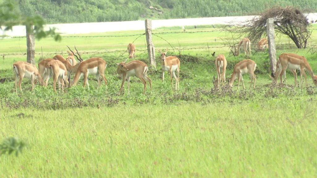 కృష్ణా తీరంలో ఉరుకులు పరుగులు.. రైతులకు చుక్కలు చూపిస్తున్న జింకలు..!