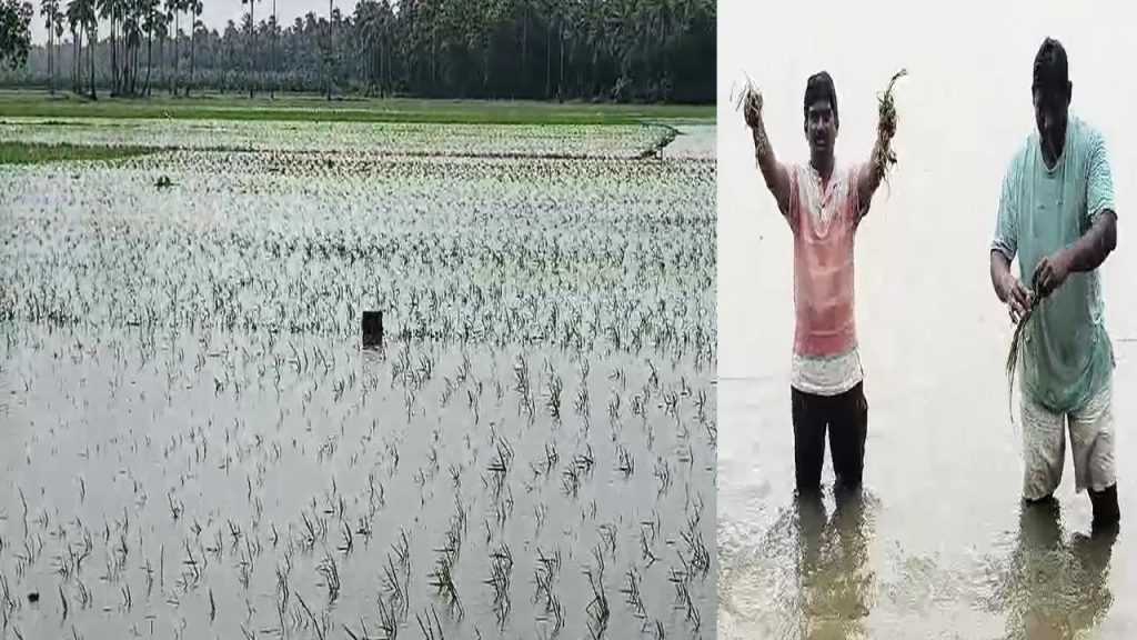 వానల కోసం ఎదురు చూసిన రైతులకు వరద కష్టాలు.. దెబ్బతిన్న వాణిజ్య పంటలు.. నీట మునిగిన వరి నారుమళ్లు