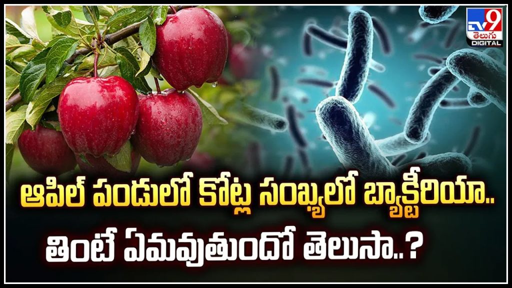 ఆపిల్ పండులో కోట్ల సంఖ్యలో బ్యాక్టీరియా.. తింటే ఏమవుతుందో తెలుసా.?