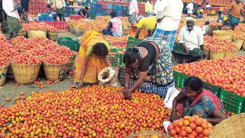 నేల చూపు చూస్తోన్న టమాటా ధర.. కప్పు టీ ధర కంటే కిలో టమాటా ధర తక్కువ..