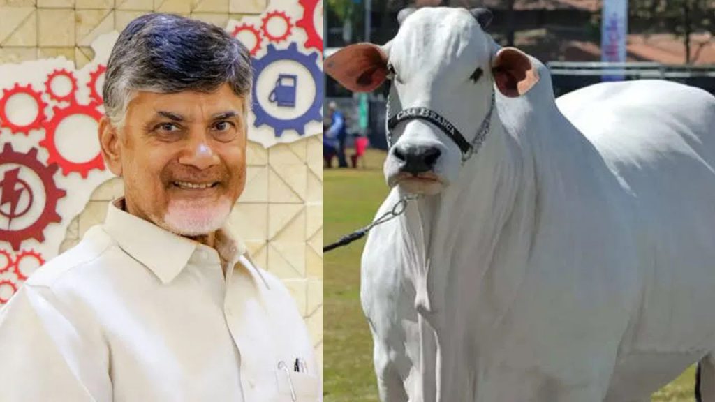 మన ఒంగోలు గిత్త ధర రూ.41 కోట్లు.. సీఎం చంద్రబాబు ఏమన్నారో తెలుసా..?