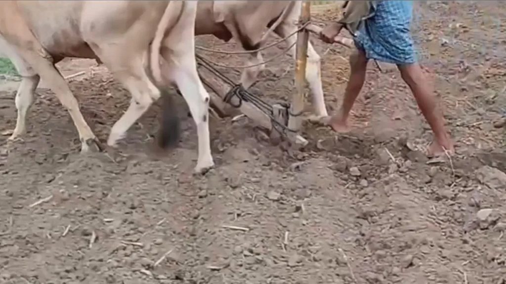 రైతు పొలం దున్నుతుండగా బయపడింది చూసి ఆశ్చర్యం..