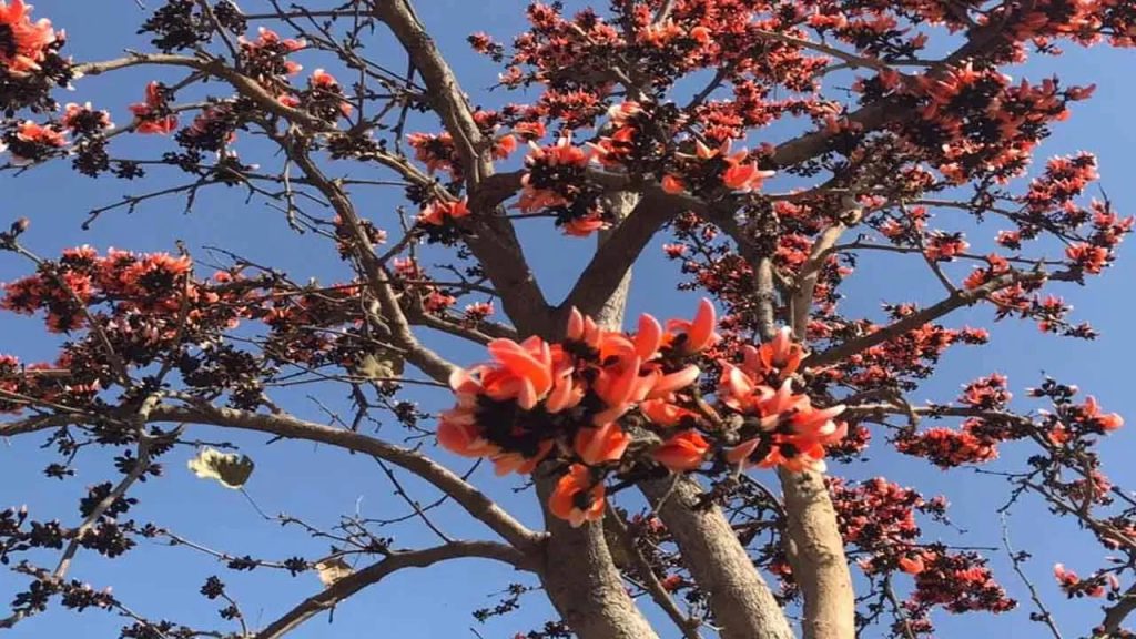 మోదుగ చెట్టుతో మస్త్‌ మస్త్‌ లాభాలు.. ఆరోగ్య ప్రయోజనాలు తెలిస్తే అస్సలు వదులుకోరు.