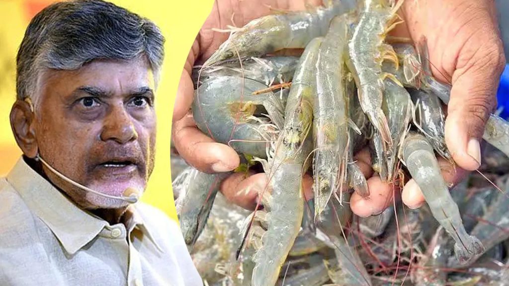 అయ్యో రొయ్య..! ట్రంప్‌ పోటుతో భారీగా పతనమైన ధరలు.. కేంద్రానికి సీఎం చంద్రబాబు లేఖ..