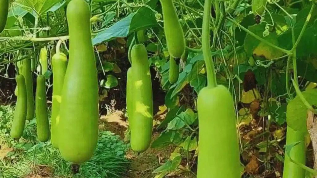 సొరకాయ ఆరోగ్య ప్రయోజనాలు తెలిస్తే దాన్ని అస్సలు వదిలిపెట్టారు