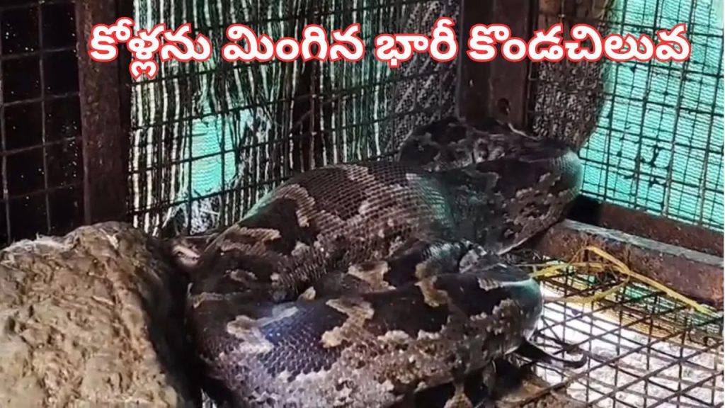 కోళ్లను మింగి అక్కడే తిష్ట వేసిన కొండచిలువ.. తృటిలో తప్పించుకున్న షాప్‌ యజమాని..