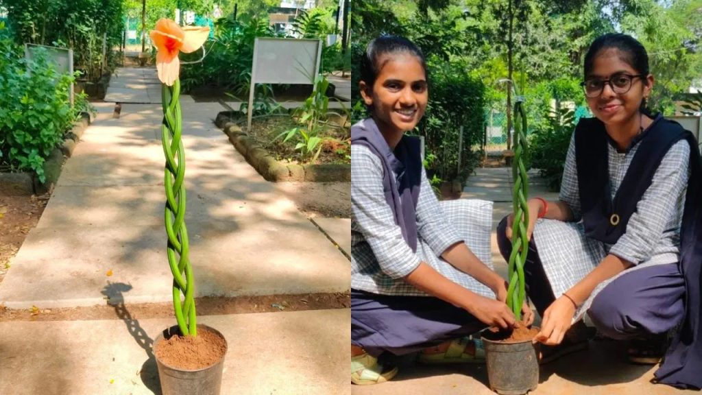 వాలు జడలా వయ్యారంగా ఉన్న ఈ మొక్కను చూశారా?.. దీని ప్రత్యేకత ఏంటో తెలుసా?