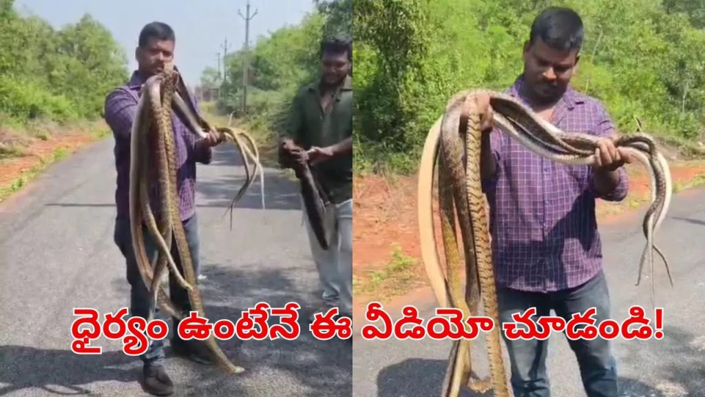 ఏంటి భయ్యా.. అవి పొట్లకాయలనుకున్నావా?.. ఆ పాములతో అతను ఏం చేశాడంటే?