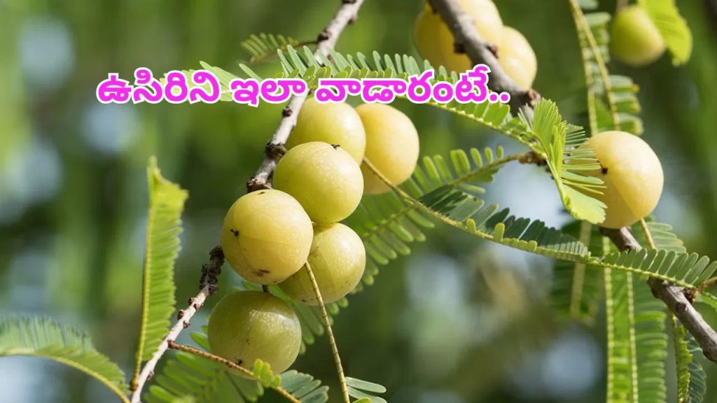 ఆరోగ్య సిరి.. ఉసిరి తినే ముందు ఈ 6 విషయాలు గుర్తించుకోండి!..లేదంటే..?