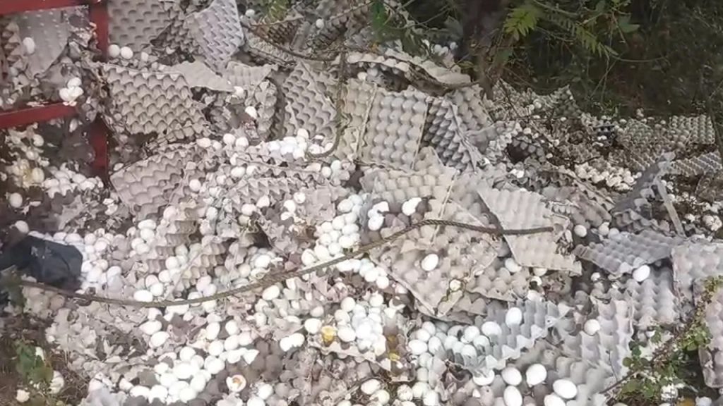 యాక్సిడెంట్ ఏమోగానీ.. గుడ్లు మాత్రం ఫ్రీ.. ఇంకెందుకు వదిలిపెడతారు చెప్పండి..