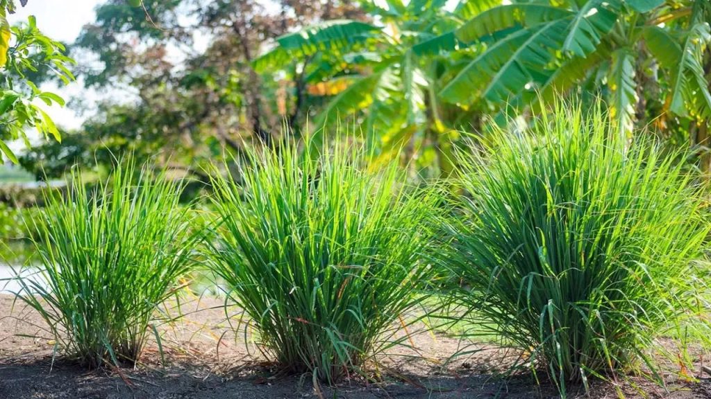 గడ్డే కదా అని చిన్న చూపు చూసేరు.. పెద్ద వ్యాధులకు కూడా ముచ్చెమటలు పడతాయ్..