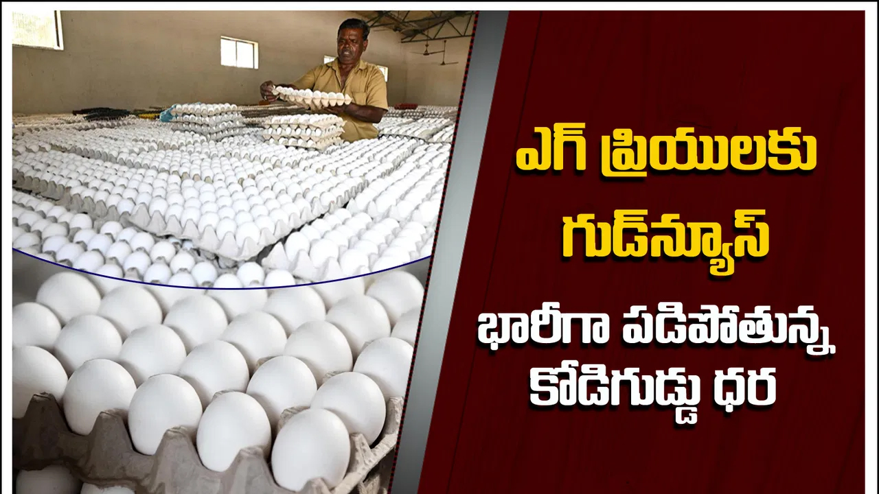 తెలుగు రాష్ట్రాల్లో భారీగా పడిపోతున్న కోడిగుడ్డు ధర.. డజన్‌ ఎంతో తెలుసా?