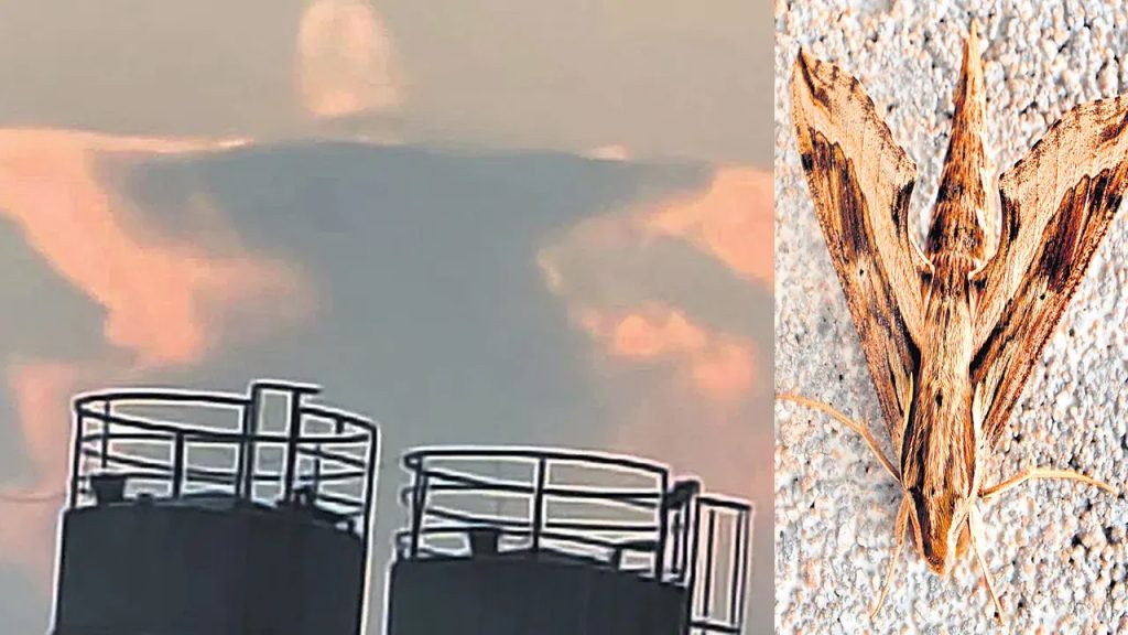 ఆకాశంలో అద్భుతం! తిరుమల శ్రీవారి సన్నిధిలో మహాదేవుడు దర్శనం