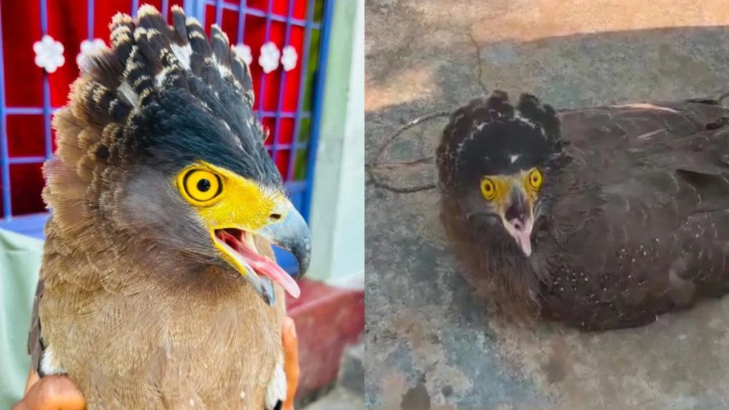 జనాల కంటపడిన వింత పక్షి.. చూడ్డానికి అందంగా కనిపించే ఈ జీవి గురించి తెలిస్తే..