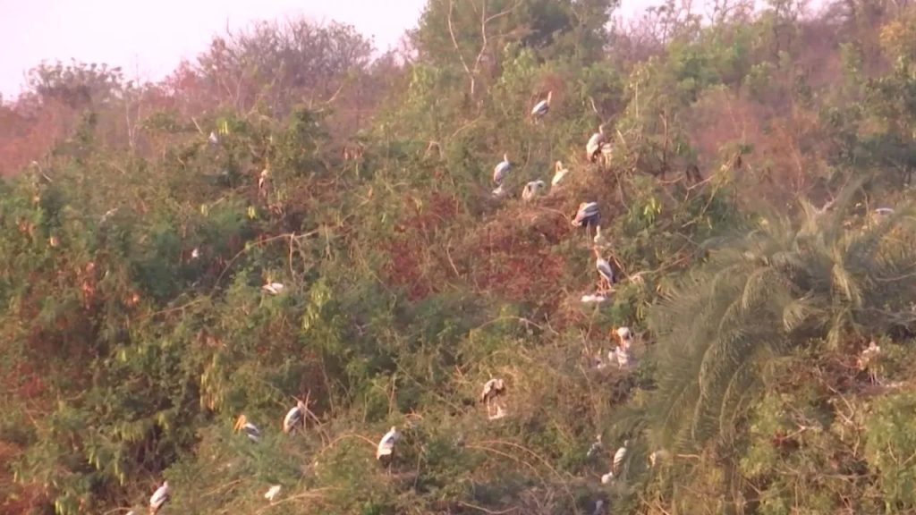 సైబీరియా నుంచి కర్నూలుకు వలస.. వేలాది పక్షుల అద్భుత దృశ్యం