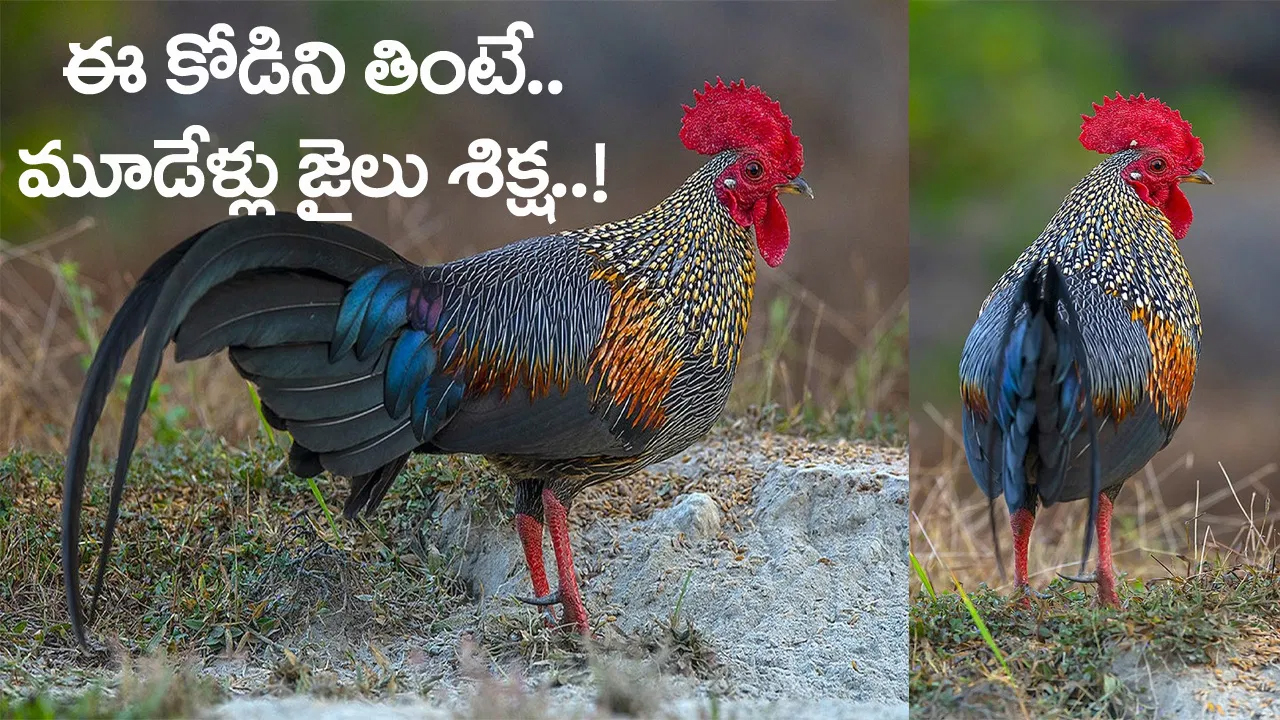 ఈ కోడి పుంజుని కూర వండి తిన్నారో.. మూడేళ్ల జైలు శిక్ష ఖాయం! ఎందుకో తెల్సా..