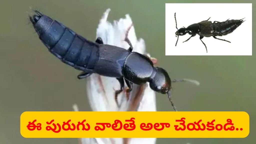 యాసిడ్ పురుగుల కలకలం.. చేతులతో నలిపితే మంటతోపాటు దురద.. ఏం చేయాలంటే