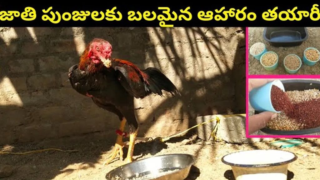 జాతి కోడి పుంజులకు ఈ దాణా వేస్తే కుమ్మి పడేస్తాయి అంతే..