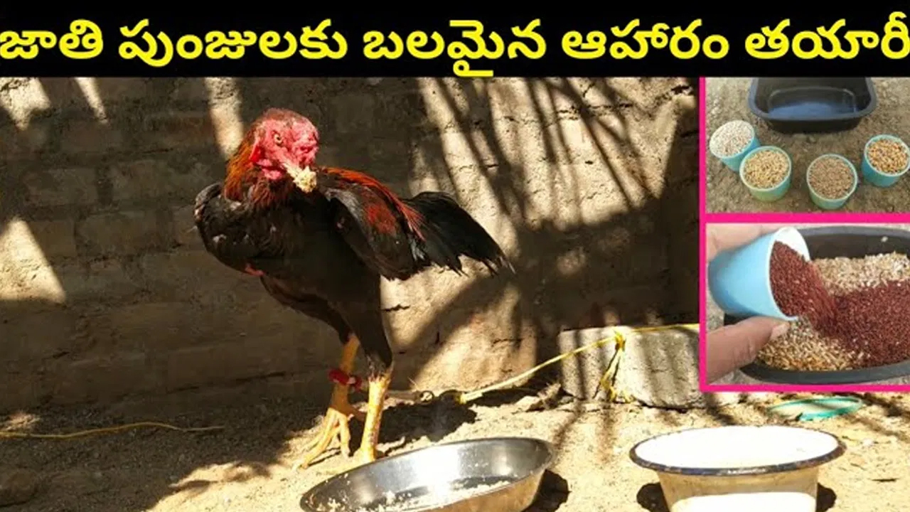 జాతి కోడి పుంజులకు ఈ దాణా వేస్తే కుమ్మి పడేస్తాయి అంతే..